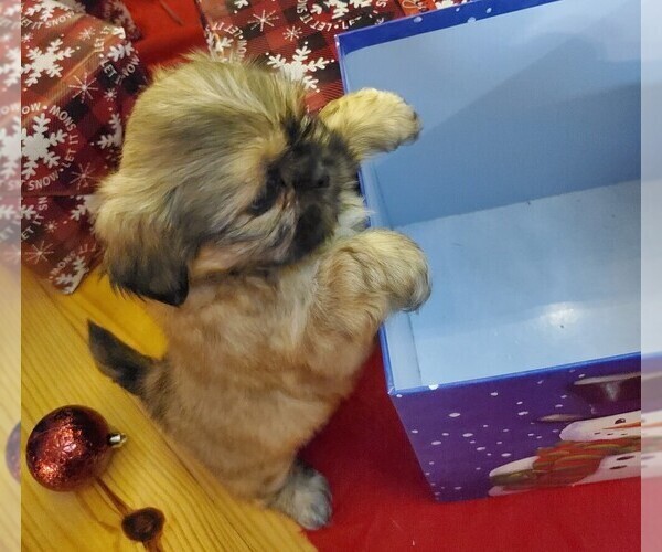 Full screen Photo #12 Shih Tzu Puppy For Sale in GRIFFIN, GA, USA