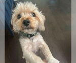 Small #1 Poodle (Miniature) Mix