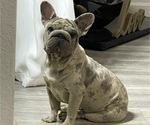 Small Photo #1 French Bulldog Puppy For Sale in CALABASAS, CA, USA