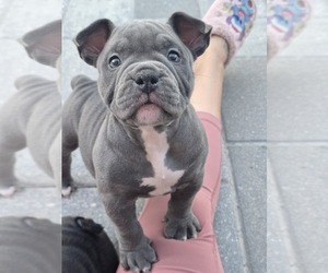 American Bully Puppy for sale in NORTH PORT, FL, USA