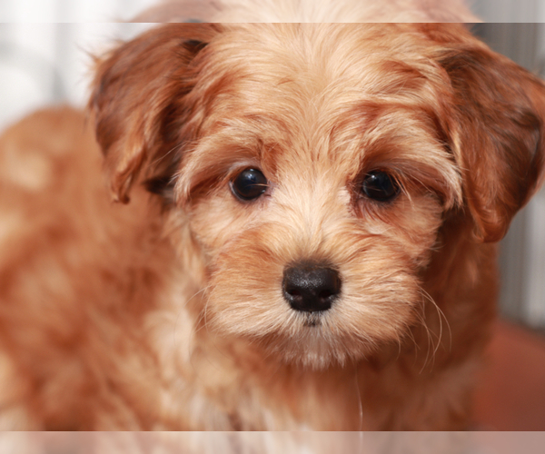Medium Photo #4 YorkiePoo Puppy For Sale in NAPLES, FL, USA