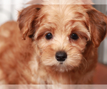 Small #3 YorkiePoo