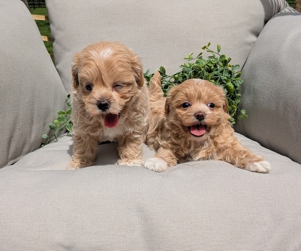Medium Photo #6 Maltipoo Puppy For Sale in GOSHEN, IN, USA