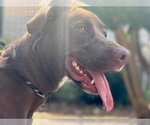 Small #2 Labrador Retriever Mix