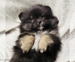 Image preview for Ad Listing. Nickname: Pixie