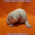 Small Photo #58 Dogo Argentino Puppy For Sale in JANE, MO, USA