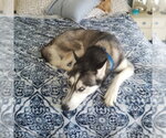 Small #1 Siberian Husky