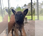 Small Photo #2 Belgian Malinois Puppy For Sale in PALATKA, FL, USA