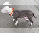 Small Photo #24 American Pit Bull Terrier Puppy For Sale in ELMA, WA, USA