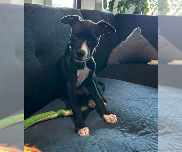 Medium Photo #9 American Pit Bull Terrier-Labrador Retriever Mix Puppy For Sale in OKLAHOMA CITY, OK, USA