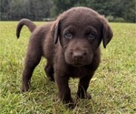 Puppy Buster Shepradors