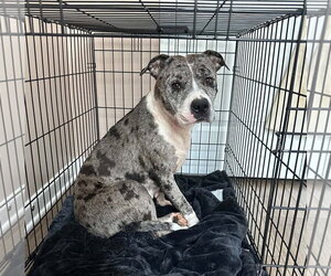 Cherry - Female Mutt Dog for Adoption - Photo #11