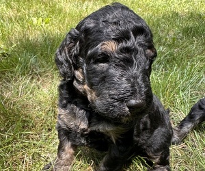 Bernedoodle Puppy for sale in ADRIAN, MI, USA