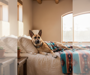 Mutt Dogs for adoption in Pena Blanca, NM, USA