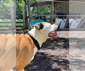 Jade - Female Bull-Boxer Dog for Adoption - Photo #6