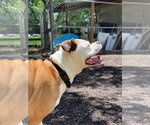 Small #9 Bull-Boxer