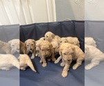 Small Photo #3 Goldendoodle Puppy For Sale in ROCKWALL, TX, USA