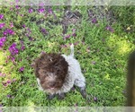 Small Photo #7 Lagotto Romagnolo Puppy For Sale in AGUA DULCE, CA, USA