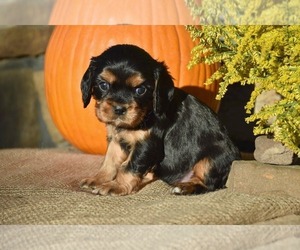 Cavalier King Charles Spaniel Puppy for sale in RUSSELLVILLE, AR, USA