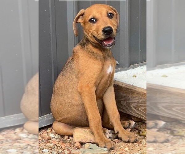 Medium Photo #4 Borador Puppy For Sale in Alexander, AR, USA