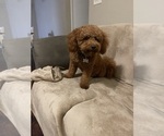 Small Photo #1 Goldendoodle (Miniature) Puppy For Sale in TALLAHASSEE, FL, USA