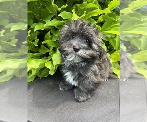 Medium Havanese