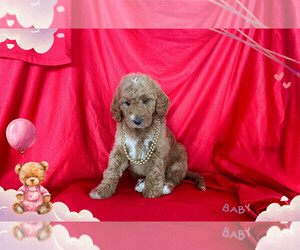 Goldendoodle (Miniature) Puppy for Sale in SAN FRANCISCO, California USA