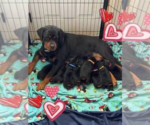 Mother of the Rottweiler puppies born on 12/29/2023
