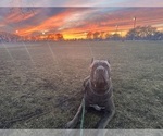 Small Photo #1 Cane Corso Puppy For Sale in PALOS HEIGHTS, IL, USA