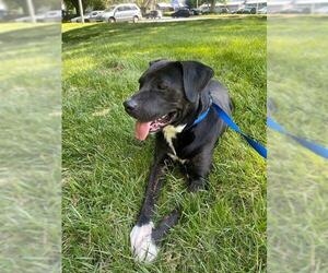 Labrador Retriever-Unknown Mix Dogs for adoption in Charlotte, NC, USA