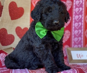 Goldendoodle Puppy for sale in LANCASTER, PA, USA