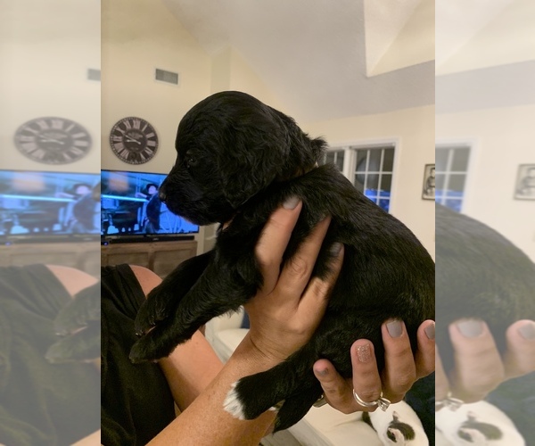 Medium Photo #3 Goldendoodle Puppy For Sale in DARIEN, GA, USA
