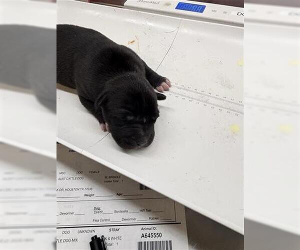 Medium Photo #1 Mutt Puppy For Sale in Houston, TX, USA