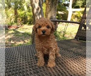 Poodle (Toy) Puppy for Sale in TAMPA, Florida USA