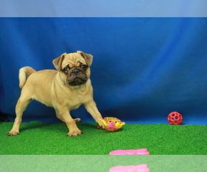Pug Puppy for sale in HICKORY, NC, USA