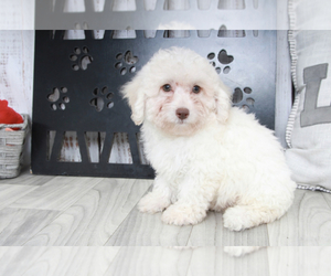Poodle (Toy) Puppy for sale in MARIETTA, GA, USA