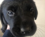 Small Photo #6 Labrador Retriever Puppy For Sale in FRESNO, CA, USA