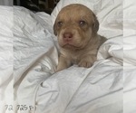 Small Photo #6 Chesapeake Bay Retriever Puppy For Sale in EASTMAN, WI, USA