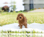 Small Photo #11 Goldendoodle (Miniature) Puppy For Sale in WARSAW, IN, USA