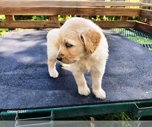 Goldendoodle Puppy for sale in LEON, KS, USA