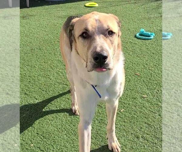 Medium Photo #3 Coonhound-Great Pyrenees Mix Puppy For Sale in Rockwall, TX, USA