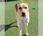 Small #2 Coonhound-Great Pyrenees Mix