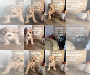 Cockapoo Puppy for sale in LOWELL, MA, USA