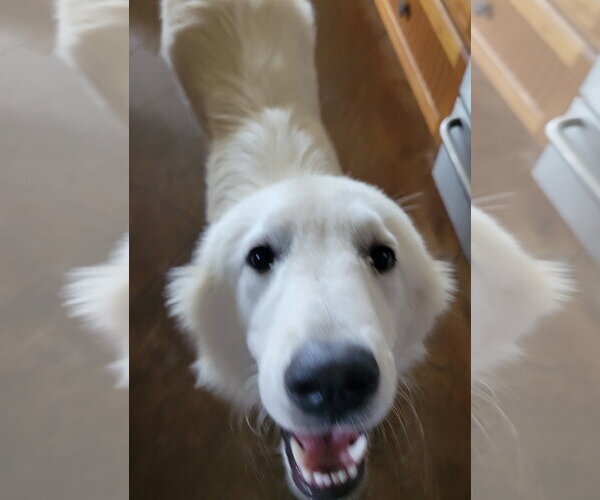 Medium Photo #2 Great Pyrenees Puppy For Sale in Houston, TX, USA