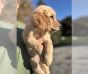 Golden Retriever Puppy for sale in GOSHEN, IN, USA