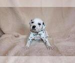 Small Photo #1 Dalmatian Puppy For Sale in COMPTON, CA, USA