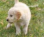 Small Photo #9 Goldendoodle Puppy For Sale in RIO RANCHO, NM, USA