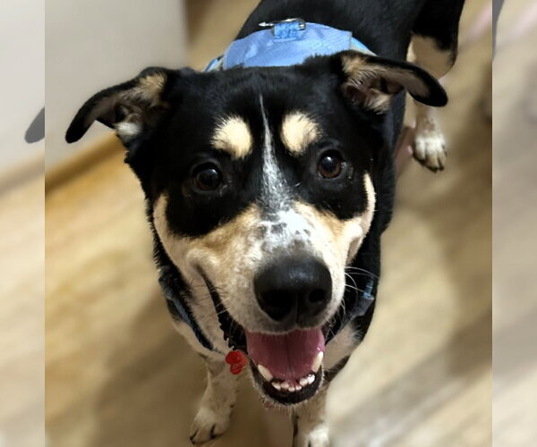 Medium Photo #2 Mutt Puppy For Sale in Fargo, ND, USA