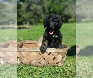 Goldendoodle Puppy for sale in MIDLAND, NC, USA