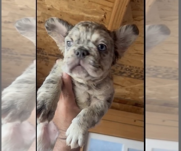 Medium Photo #22 English Bulldog Puppy For Sale in PHOENIX, AZ, USA